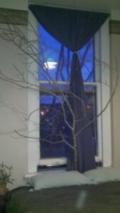 Aspen and Birch Tree Headboard Image